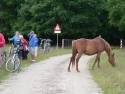 fiets4daagse_2015_152