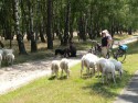 fiets4daagse_2015_172