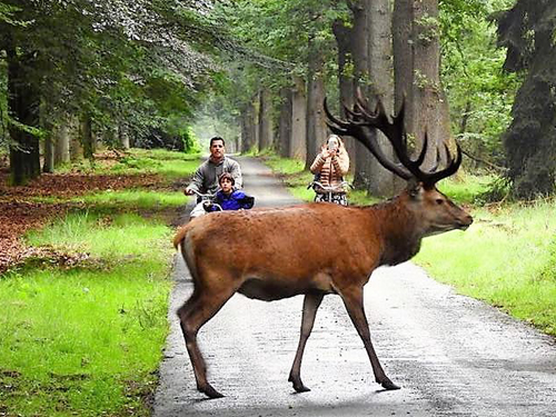 Veluwe fiets-4daagse Otterlo