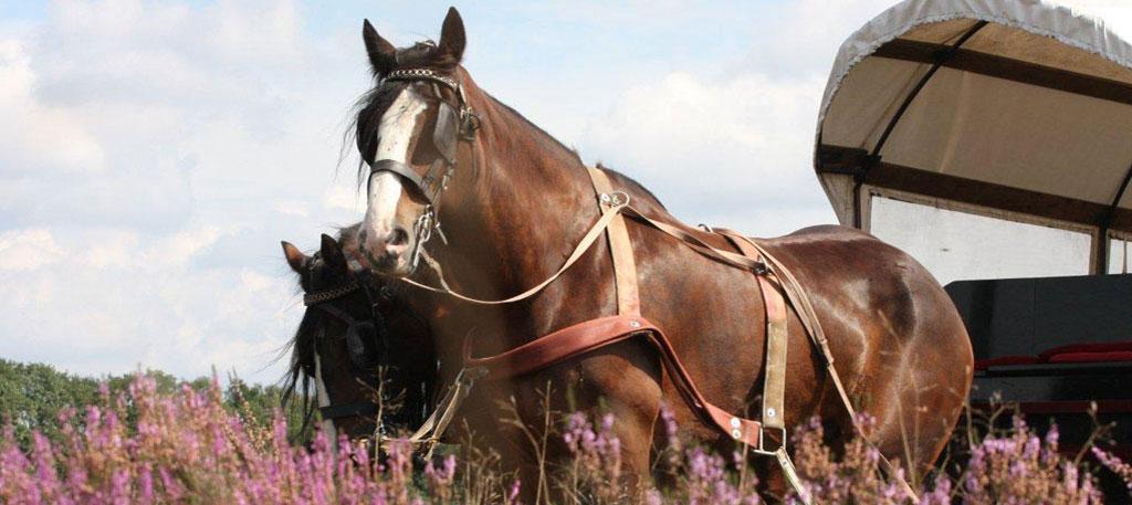 Paarden met koets